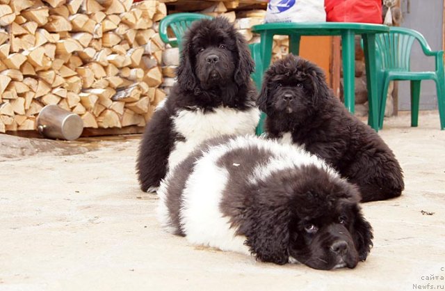 Фото: ньюфаундленд Super Bizon Zlatogor (Супер Бизон Златогор), ньюфаундленд Super Bizon Zerbino (Супер Бизон Зербино), ньюфаундленд Super Bizon Indiya (Супер Бизон Индия)