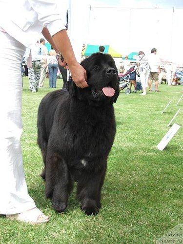 Фото: ньюфаундленд Empress Melody Krolowej Morz