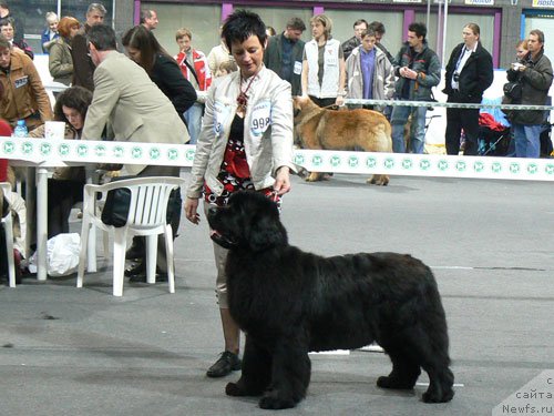 Фото: ньюфаундленд Empress Melody Krolowej Morz