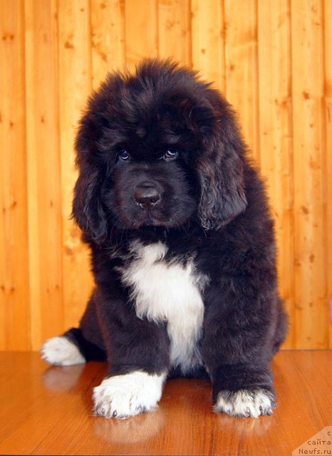 Фотография № 93508