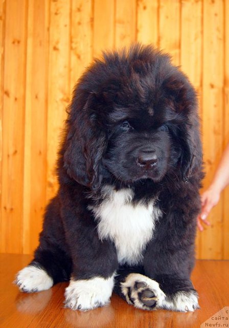 Фото: ньюфаундленд Super Bizon Indiya (Супер Бизон Индия)