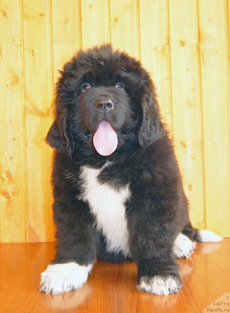 Фото: ньюфаундленд Super Bizon Indiya (Супер Бизон Индия)