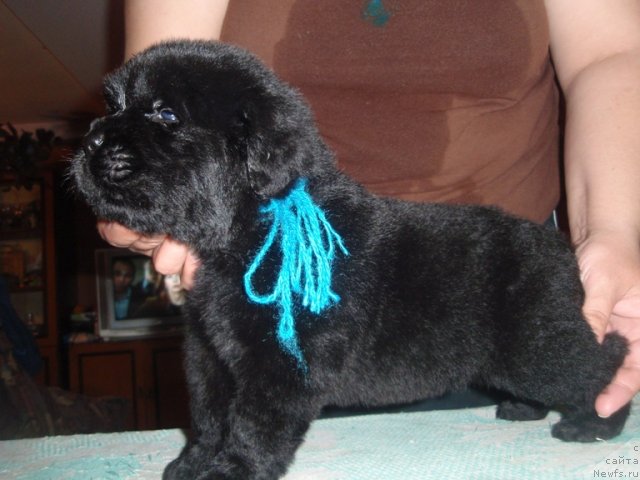 Фото: ньюфаундленд N'yufort Talisman Nadejdyi (Ньюфорт Талисман Надежды)