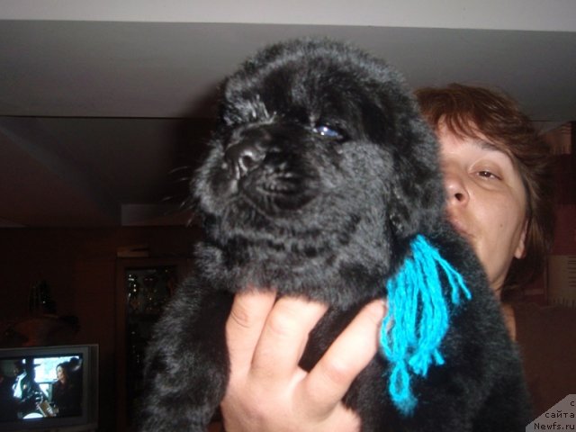 Фото: ньюфаундленд N'yufort Talisman Nadejdyi (Ньюфорт Талисман Надежды)