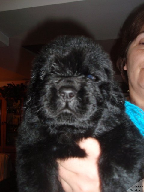 Фото: ньюфаундленд N'yufort Talisman Nadejdyi (Ньюфорт Талисман Надежды)