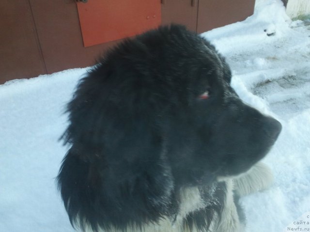 Фото: ньюфаундленд Otvajnyiy Ryicar' Ayvengo iz Tihogo Omuta (Отважный Рыцарь Айвенго из Тихого Омута)