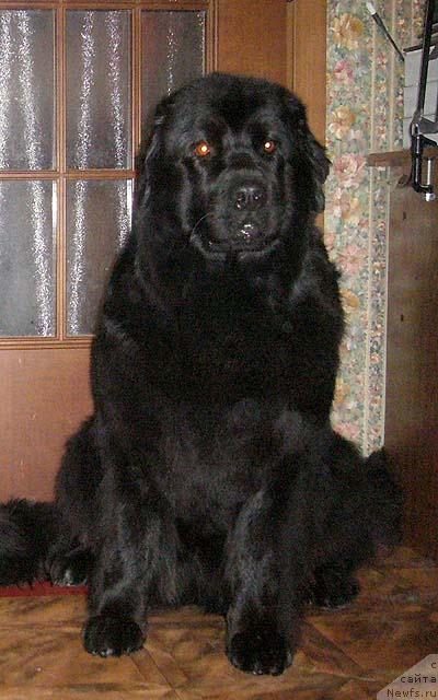 Фото: ньюфаундленд CHernika Famot (Черника Фамот)