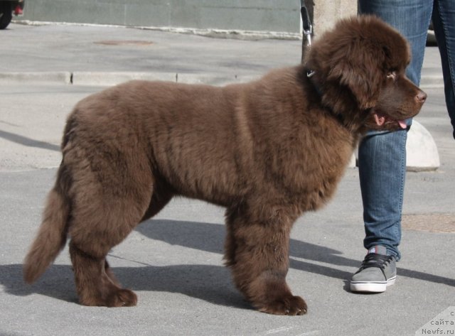 Фото: ньюфаундленд N'yufort Prado (Ньюфорт Прадо)