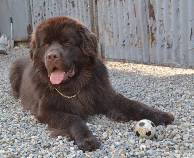 Фото: ньюфаундленд Aquatoriya Kelvin Riverdance (Акватория Келвин Риверданс)