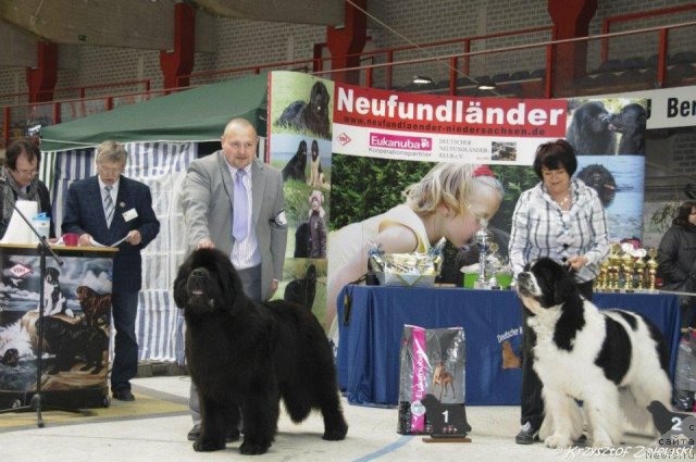 Фото: ньюфаундленд Akvatoriya Kelvin Kalashnikoff (Акватория Келвин Калашникофф), ньюфаундленд Yoschi-Bruce vom Elsterufer