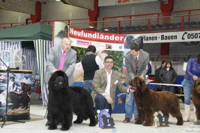 Фото: ньюфаундленд Akvatoriya Kelvin Kalashnikoff (Акватория Келвин Калашникофф)