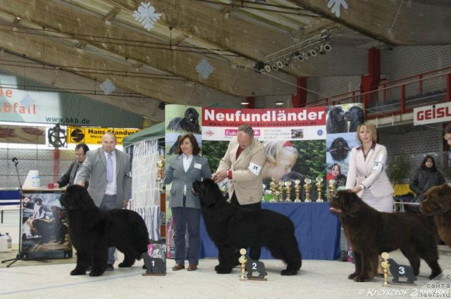 Фото: ньюфаундленд Akvatoriya Kelvin Kalashnikoff (Акватория Келвин Калашникофф)