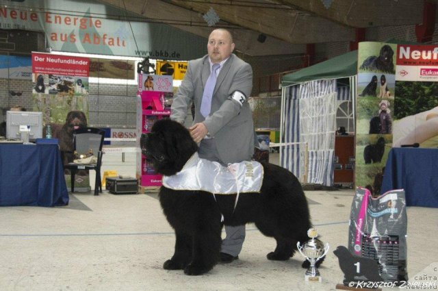 Фото: ньюфаундленд Akvatoriya Kelvin Kalashnikoff (Акватория Келвин Калашникофф)