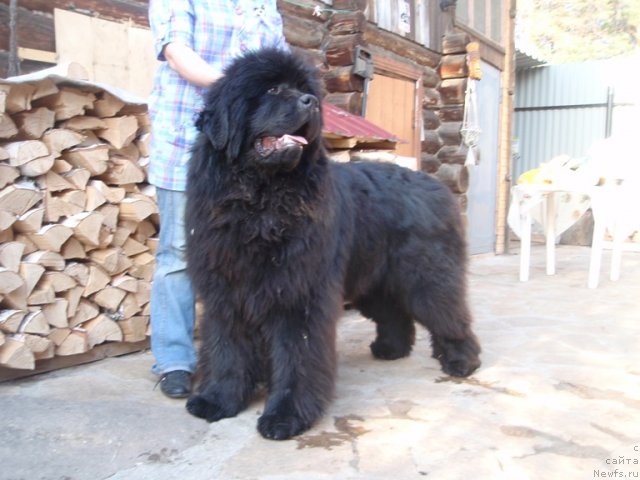 Фото: ньюфаундленд S'Nezhnaya Vjuga Armando Parusso (С'Нежная Вьюга Армандо Паруссо)