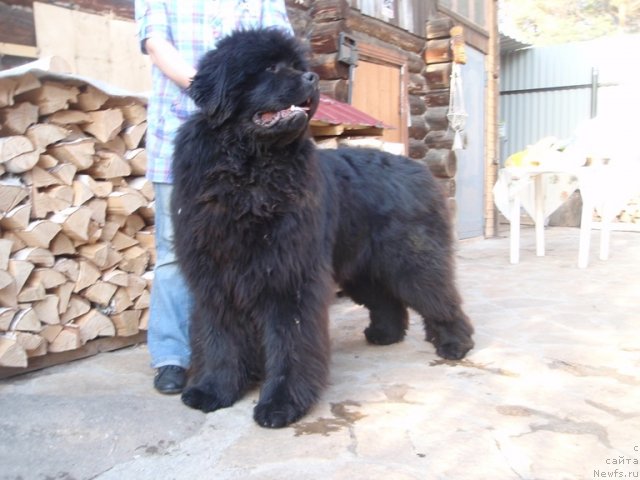 Фото: ньюфаундленд S'Nezhnaya Vjuga Armando Parusso (С'Нежная Вьюга Армандо Паруссо)