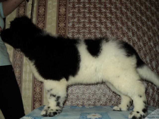 Фото: ньюфаундленд Plushevaya Panda Ferrero Rond Noir (Плюшевая Панда Ферреро Ронд Нуар)