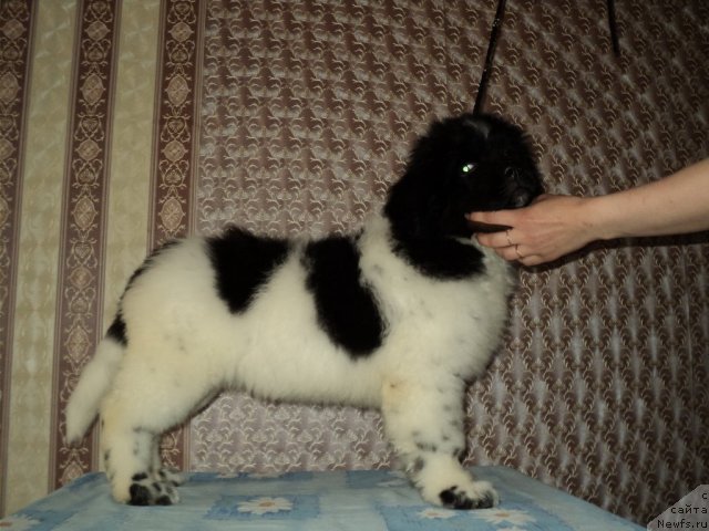 Фото: ньюфаундленд Plushevaya Panda Ferrero Rond Noir (Плюшевая Панда Ферреро Ронд Нуар)