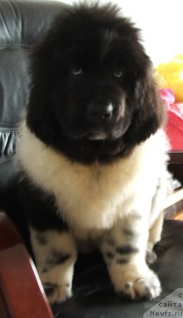 Фото: ньюфаундленд Plushevaya Panda Chloe (Плюшевая Панда Хлоя)