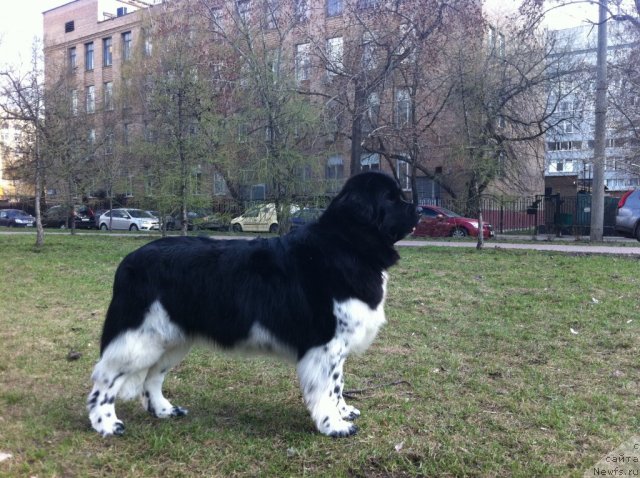 Фото: ньюфаундленд Plushevaya Panda Ultra Modnaja Schtutschka (Плюшевая Панда Ультра Модная Штучка)