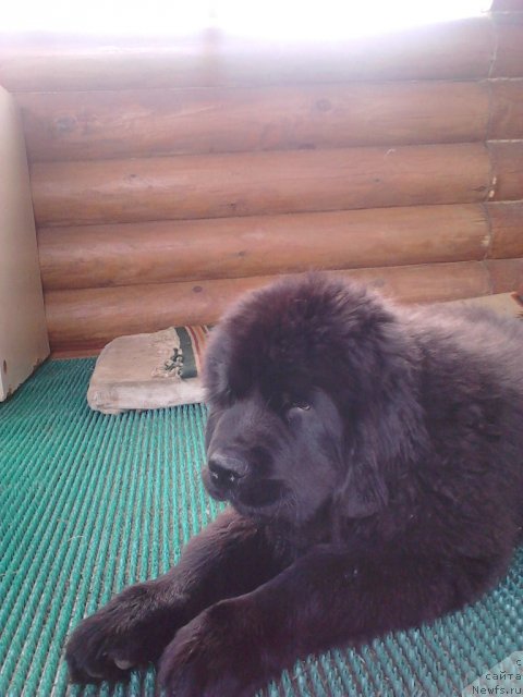 Фото: Cristalmar Cadeaux de Noel