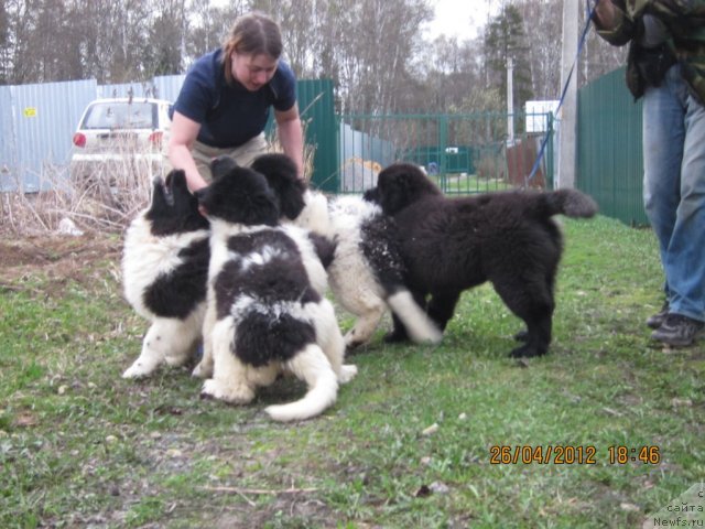 Фото: Люська, Маруська, Блинчик, Кай.