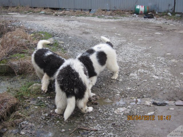 Фото: Люся, Маруся, Блинчик.