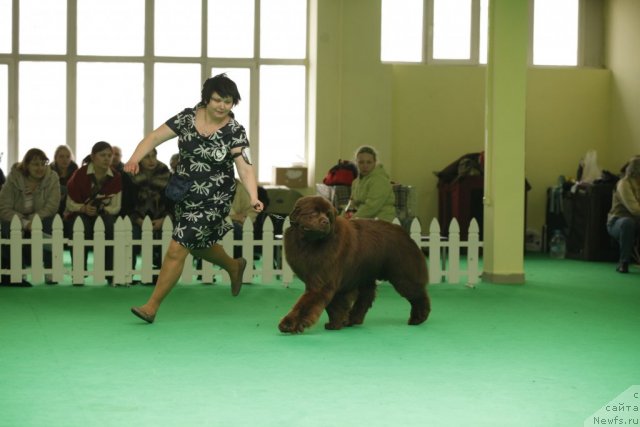 Фото: ньюфаундленд Aquatoriya Kelvin Reds Begin and Win (Акватория Келвин Редс Бегин энд Вин)