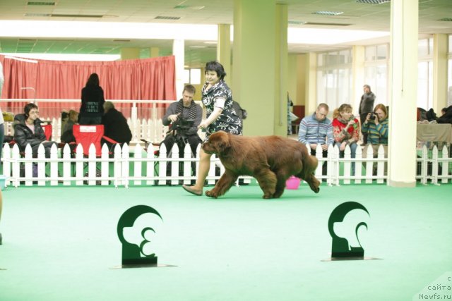 Фото: ньюфаундленд Aquatoriya Kelvin Reds Begin and Win (Акватория Келвин Редс Бегин энд Вин)