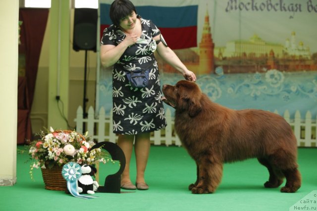 Фото: ньюфаундленд Aquatoriya Kelvin Reds Begin and Win (Акватория Келвин Редс Бегин энд Вин)