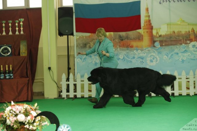 Фото: ньюфаундленд Aquatoriya Kelvin Zolotoy Medved (Акватория Келвин Золотой Медведь)