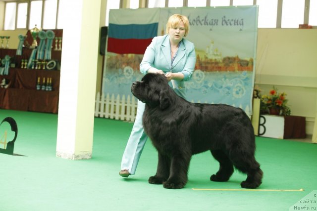 Фото: ньюфаундленд Aquatoriya Kelvin Kilimandzharo (Акватория Келвин Килиманджаро)