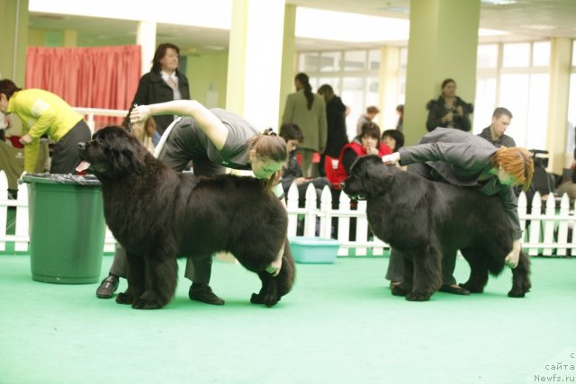 Фото: ньюфаундленд Rain Coast You Too, ньюфаундленд Sent Djons Richard Black Gold (Сент Джонс Ричард Блек Голд)