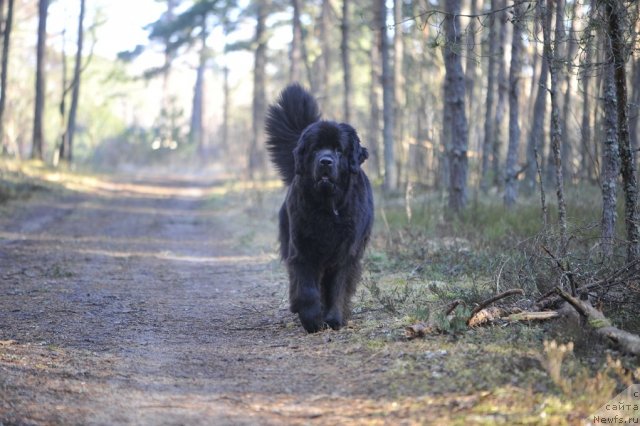 Фото: ньюфаундленд Dar Svezy Unessa Korona Australis (Дар Свезы Юнесса Корона Аустралис)