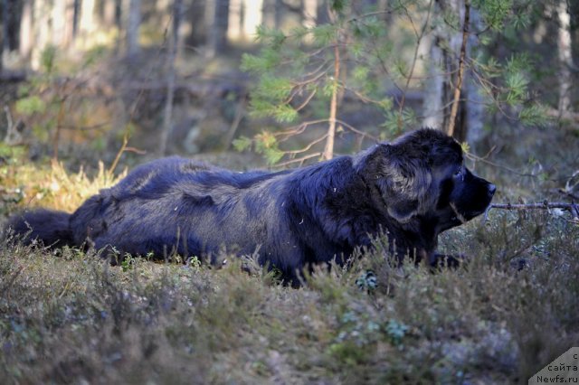 Фото: ньюфаундленд Dar Svezy Unessa Korona Australis (Дар Свезы Юнесса Корона Аустралис)