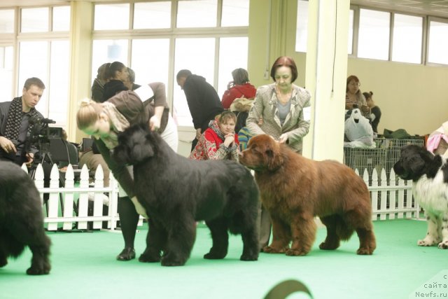 Фото: ньюфаундленд Inflame My Heart Midnight Bear, ньюфаундленд Aquatoriya Kelvin Reds Begin and Win (Акватория Келвин Редс Бегин энд Вин)