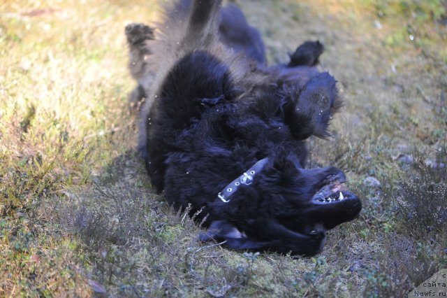 Фото: ньюфаундленд Dar Svezy Unessa Korona Australis (Дар Свезы Юнесса Корона Аустралис)