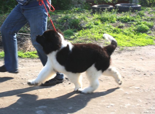 Фото: ньюфаундленд CHernyiy SHarm Velikobritaniya (Черный Шарм Великобритания)