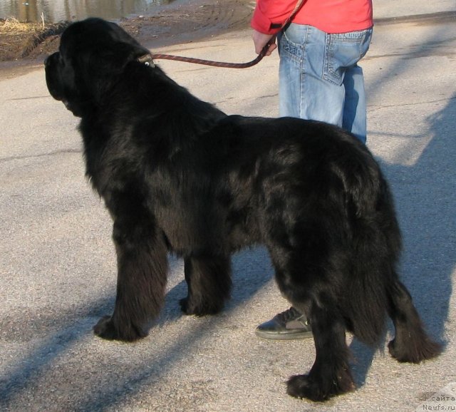 Фото: ньюфаундленд Dar Svezy Uvenal Vale (Дар Свезы Ювенал Вале)