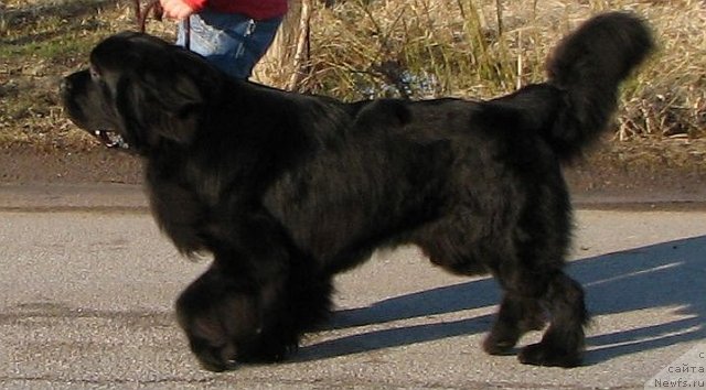 Фото: ньюфаундленд Dar Svezy Uvenal Vale (Дар Свезы Ювенал Вале)