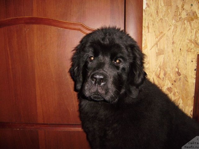 Фото: ньюфаундленд Dar Svezyi Belle of ze Ball (Дар Свезы Белле оф зе Балл)