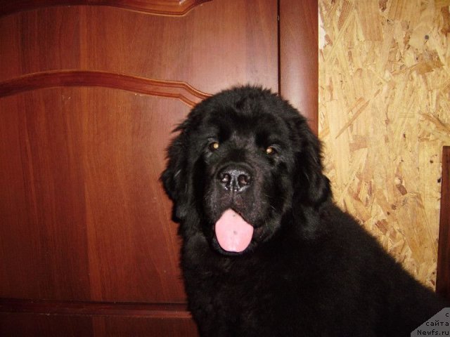 Фото: ньюфаундленд Dar Svezyi Belle of ze Ball (Дар Свезы Белле оф зе Балл)