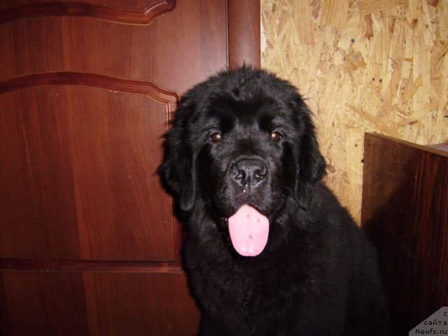 Фото: ньюфаундленд Dar Svezyi Belle of ze Ball (Дар Свезы Белле оф зе Балл)