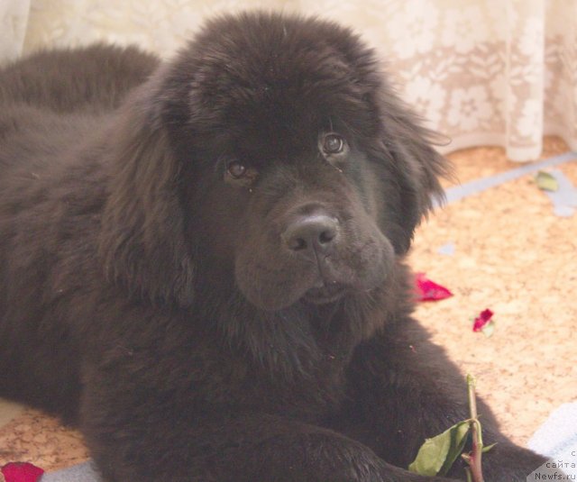 Фото: ньюфаундленд Dar Svezyi Besame Mucho (Дар Свезы Бесаме Мучо)