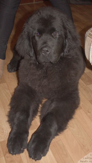 Фото: ньюфаундленд Dar Svezyi Besame Mucho (Дар Свезы Бесаме Мучо)