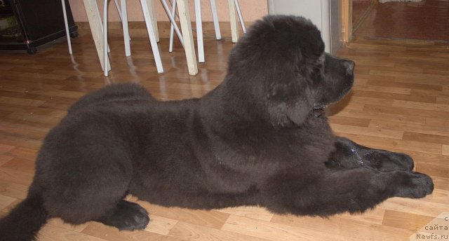 Фото: ньюфаундленд Dar Svezyi Besame Mucho (Дар Свезы Бесаме Мучо)