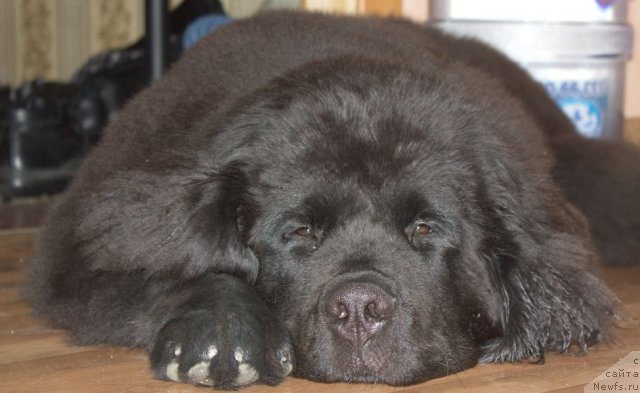 Фото: ньюфаундленд Dar Svezyi Besame Mucho (Дар Свезы Бесаме Мучо)