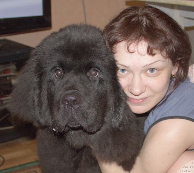 Фото: ньюфаундленд Dar Svezyi Besame Mucho (Дар Свезы Бесаме Мучо)