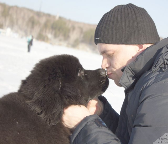 Фото: ньюфаундленд Dar Svezyi Besame Mucho (Дар Свезы Бесаме Мучо)