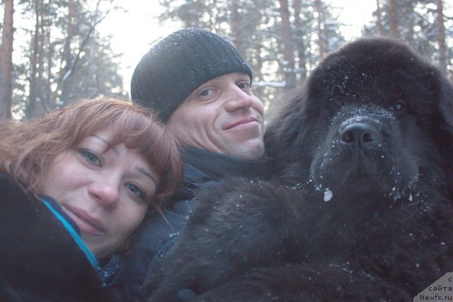 Фото: ньюфаундленд Dar Svezyi Besame Mucho (Дар Свезы Бесаме Мучо)