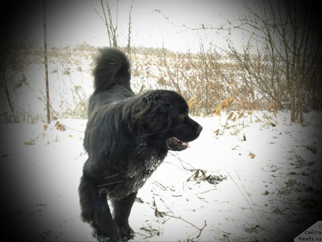 Фото: Egor Evsin (Егор Евсин), ньюфаундленд Uyutnaya Dolina Bibigon Breyv Kid (Уютная Долина Бибигон Брейв Кид)